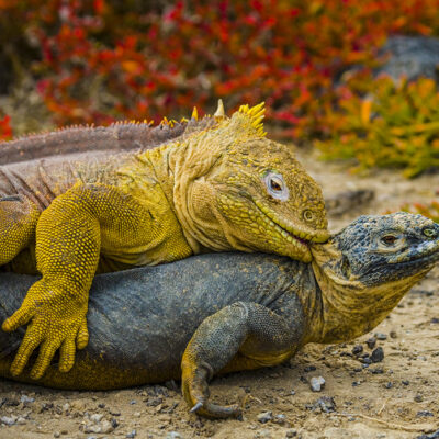 iguana-terrestre-1000px_orig