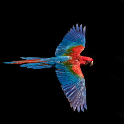 red-and-green-macaw-web_orig