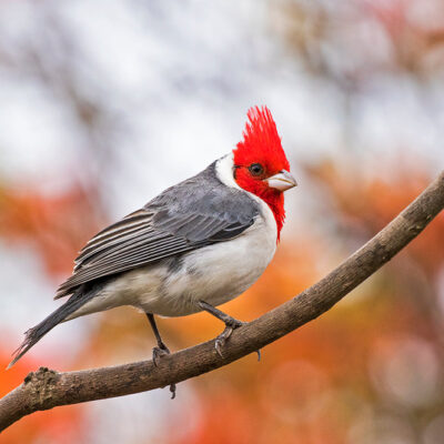 red-crested-cardinal-b-web_orig
