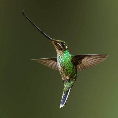 sword-billed-hummingbird-sin-marca_1_orig