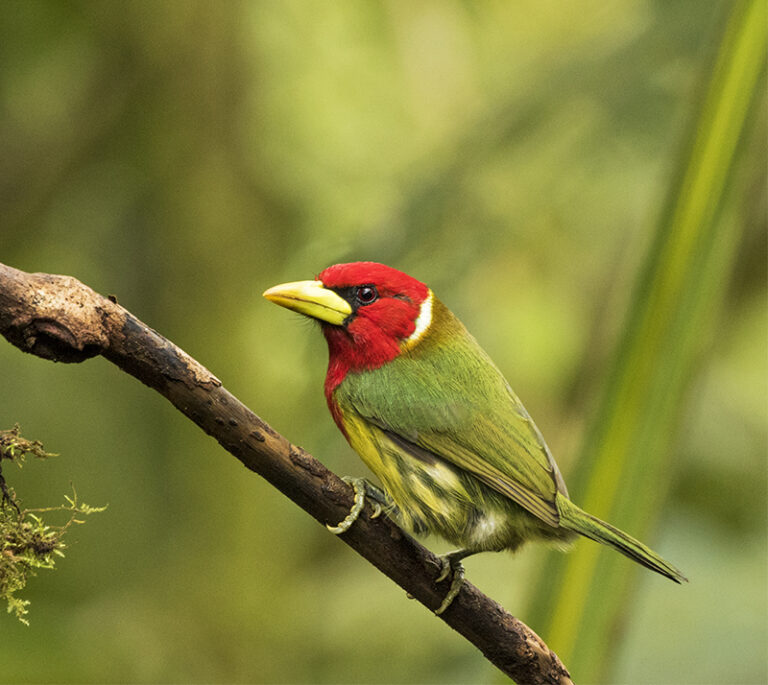 Red-headed Barbet B Web