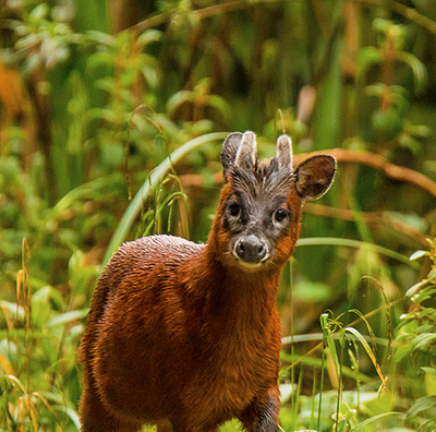 Little Red-brocket Deer