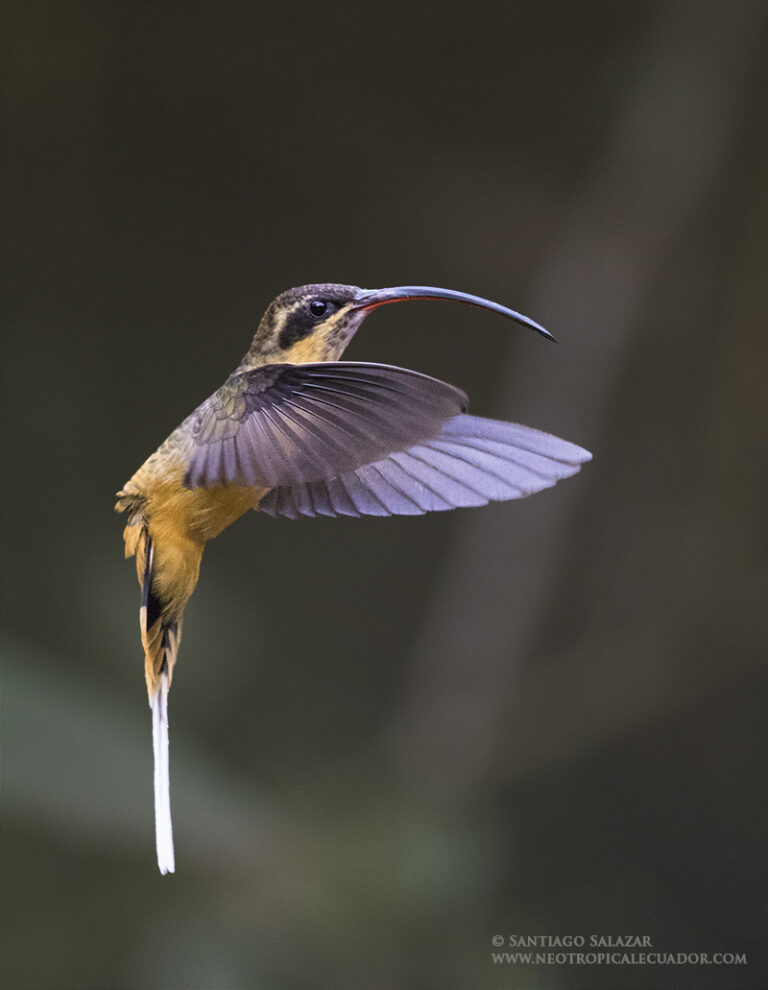 Tawny-bellied Hermit