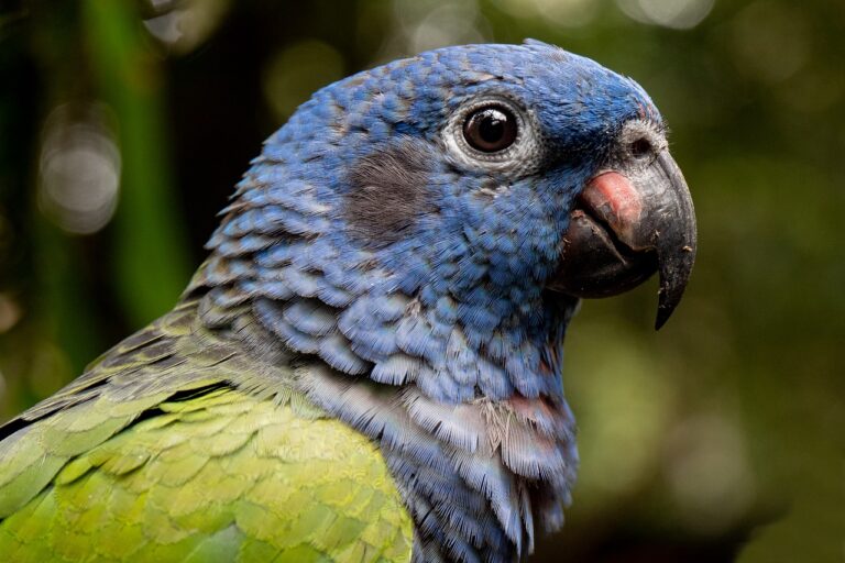 animal, parrot, rainforest-4229860