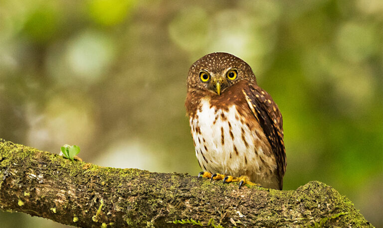 Cloud forest-pygmy-owl