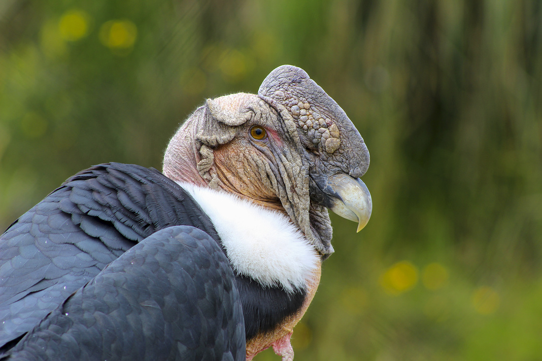 Antisana Condor Tour Neotropical Nature And Birding Trips
