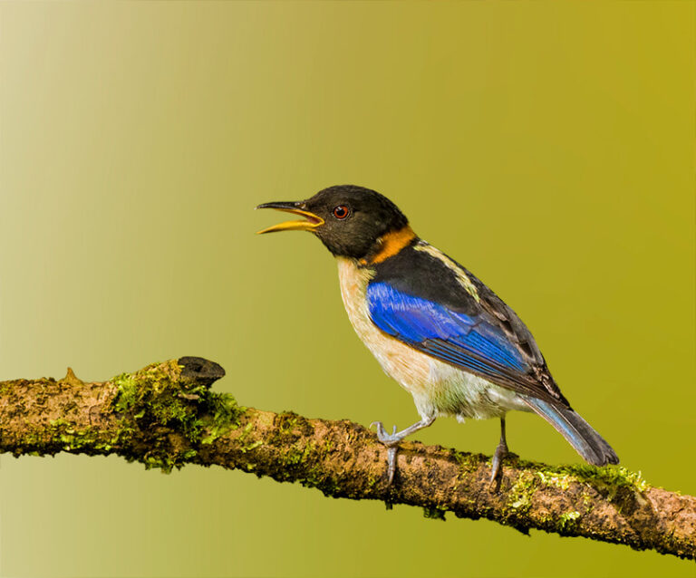 golden-collared-honeycreeper-web-baja_1_orig