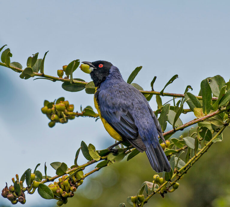 hooded-mountain-tanager-web_orig