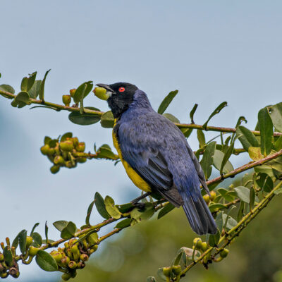 hooded-mountain-tanager-web_orig