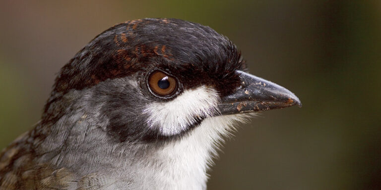 jocotoco-antpitta-1000px_orig