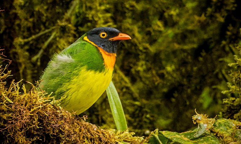 orange-breasted-fruiteater-baja-promo_orig