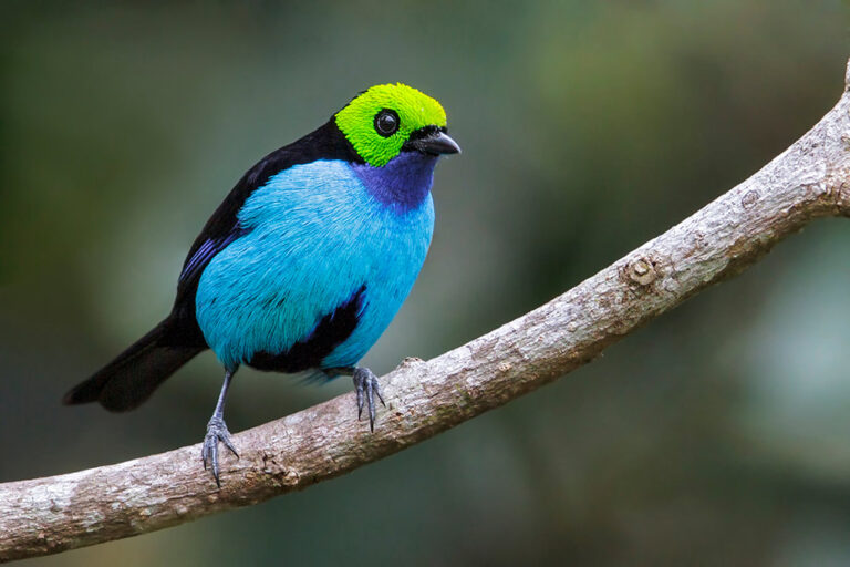 Paradise Tanager