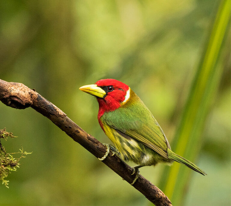 red-headed-barbet-b-web_1_orig