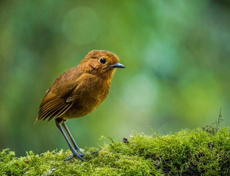 rufous-antpitta-web_orig