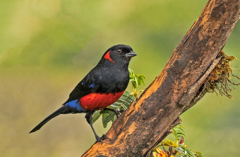 scarlet-bellied-mountain-tanager-web_orig