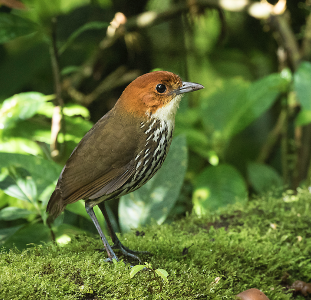 CHESNUT CROWNED ANTPITTA