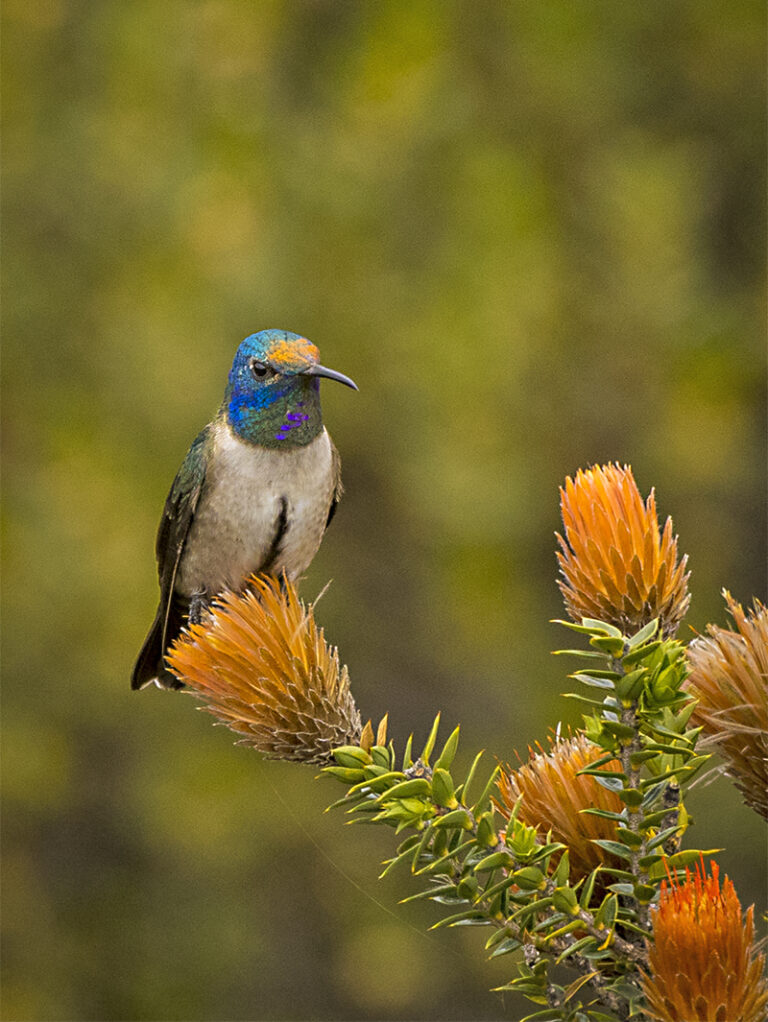 Ecuadorian Hillstar