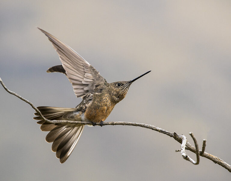 Giant Hummingbird B web