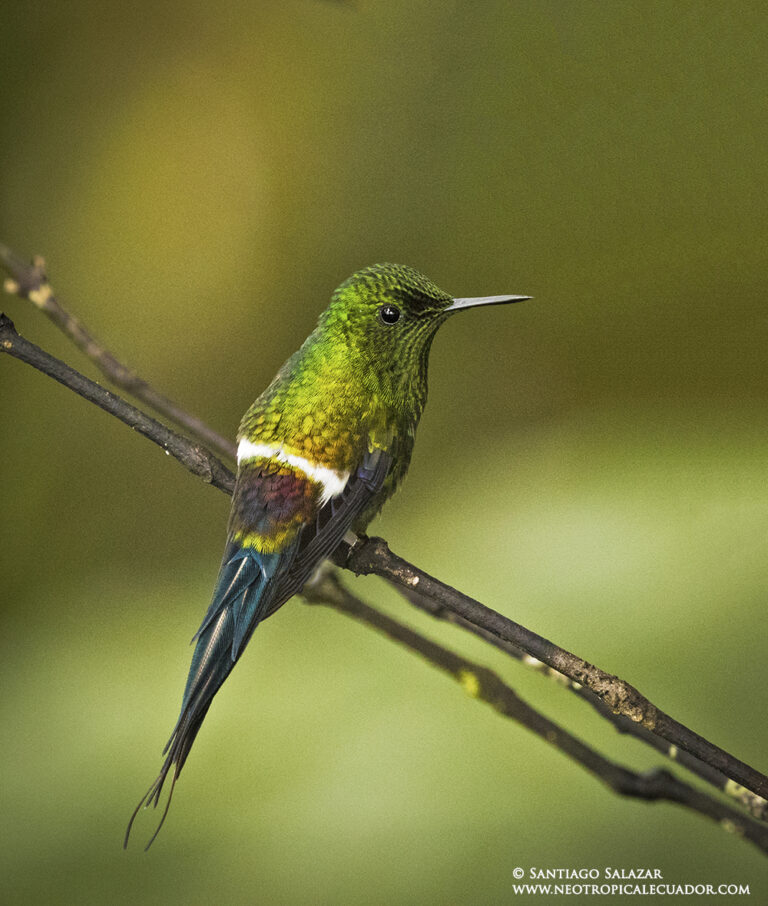 Green Thorntail