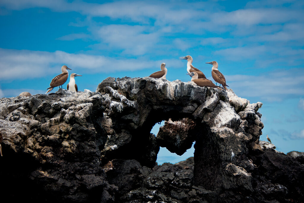 Galapagos On A Budget Neotropical Nature And Birding Trips   HRV2276 E1607391026302 