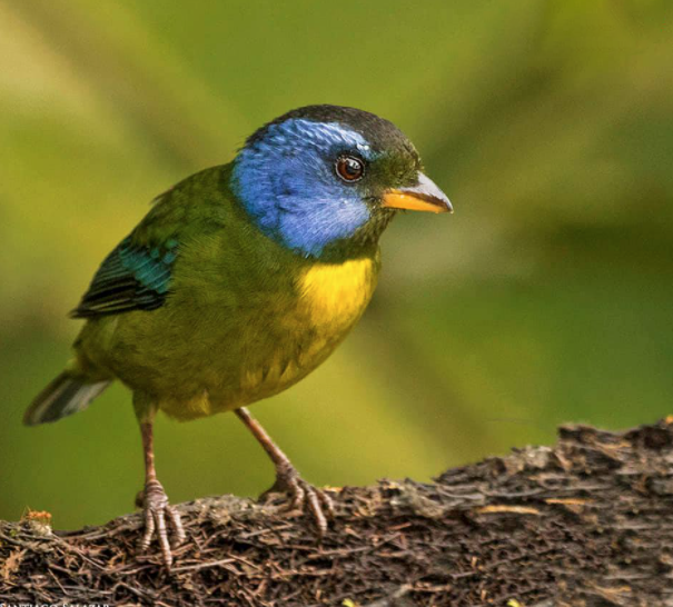 Moss backed Tanager