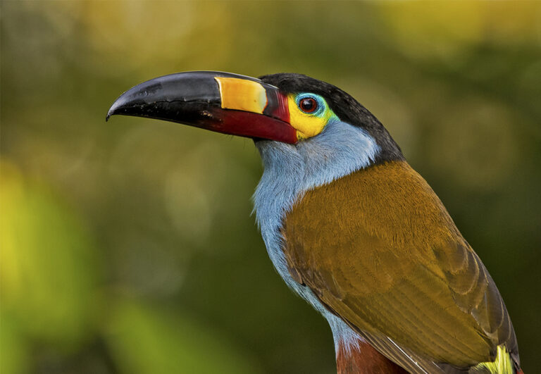 Plate-billed Mountain-Toucan