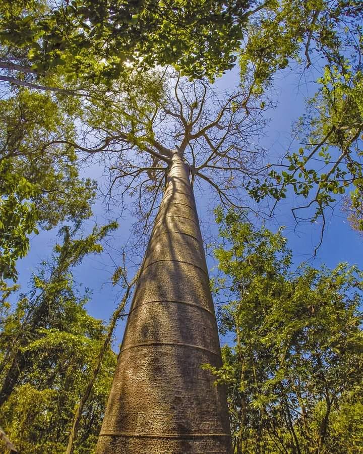 arbol