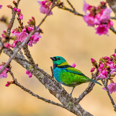 green-headed-tanager-b-web_orig
