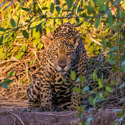 jaguar-pantanal-b-web_orig