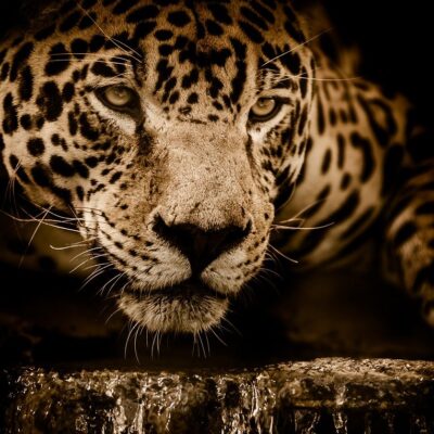 jaguar, wildcat, carnivore