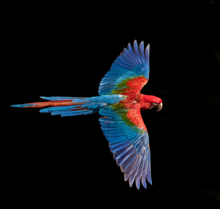 red-and-green-macaw-web_orig