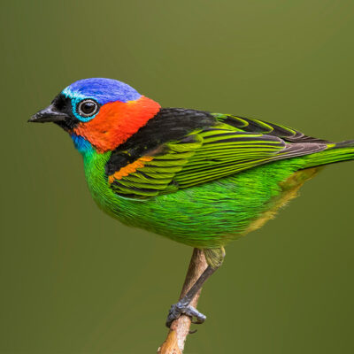 red-necked-tanager-2-web_orig