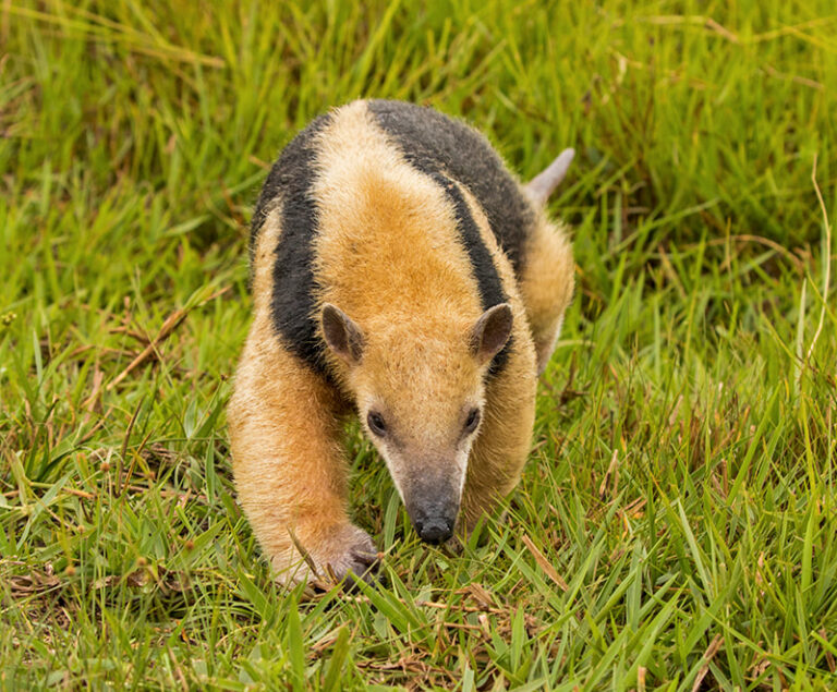 tamandua-b-web_orig