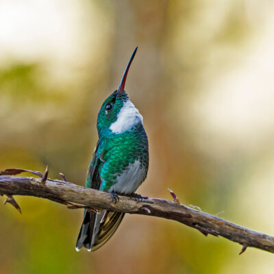 white-throated-hummingbird-b-web_orig