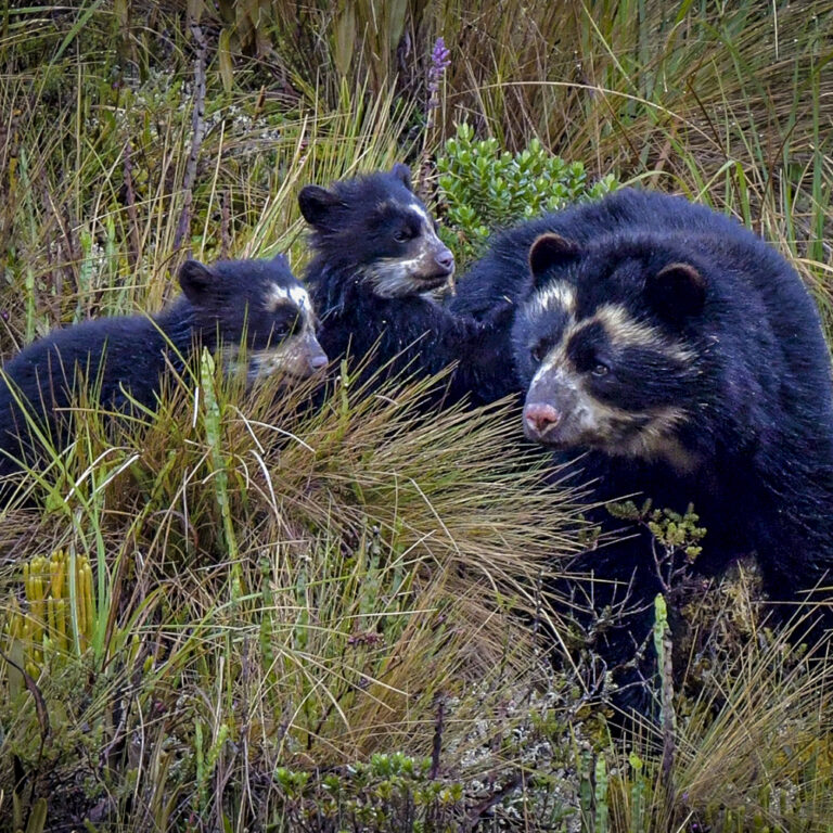 Spectacled Bear