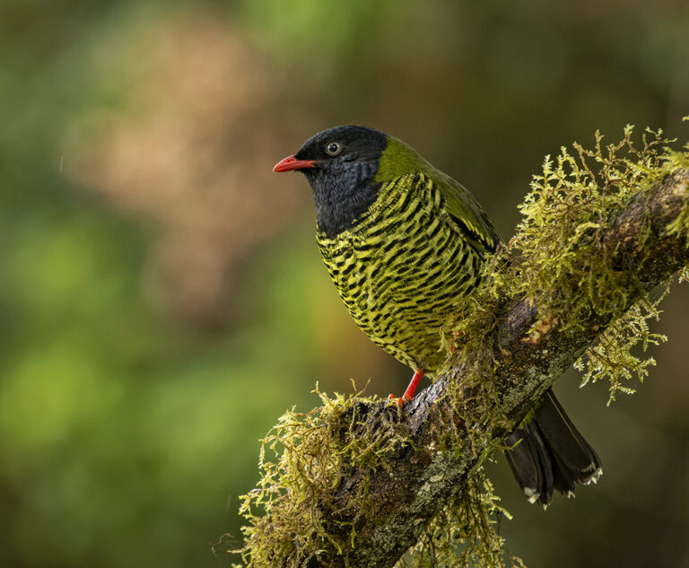 Barred Fruiteater