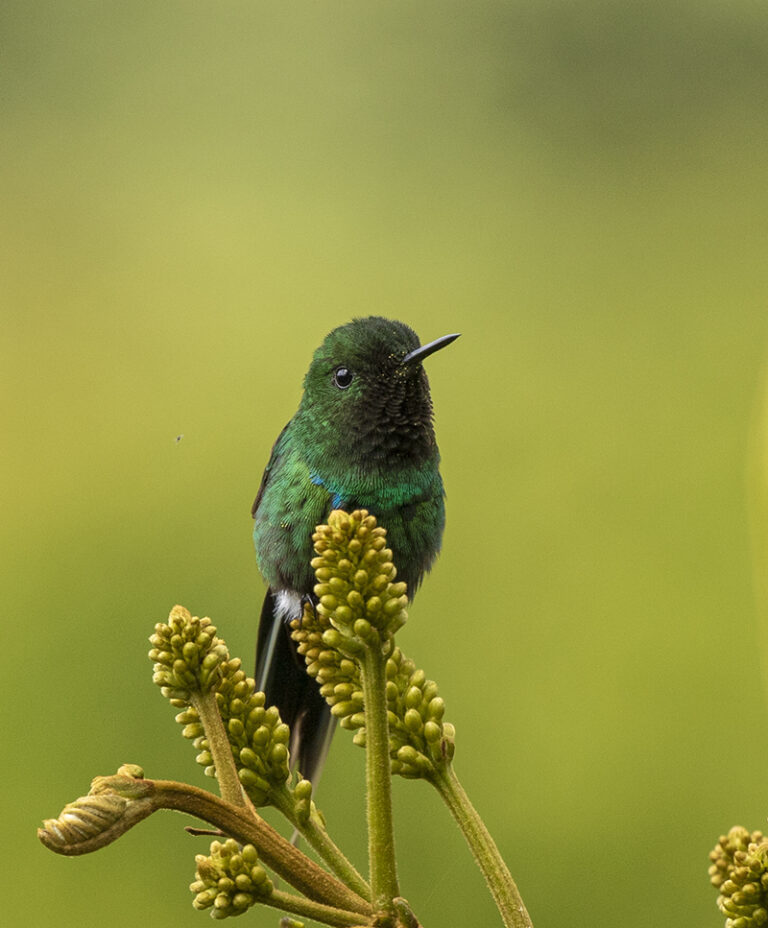 Green Thorntail