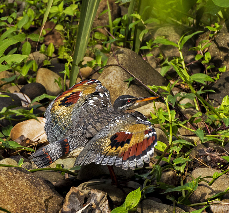 Sunbittern