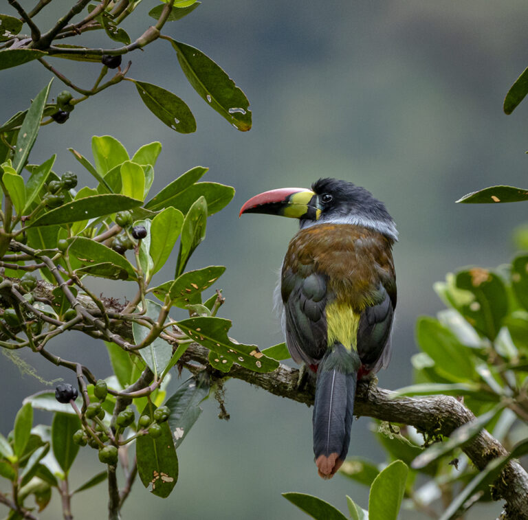 Gray breasted mountain toucan espalda web