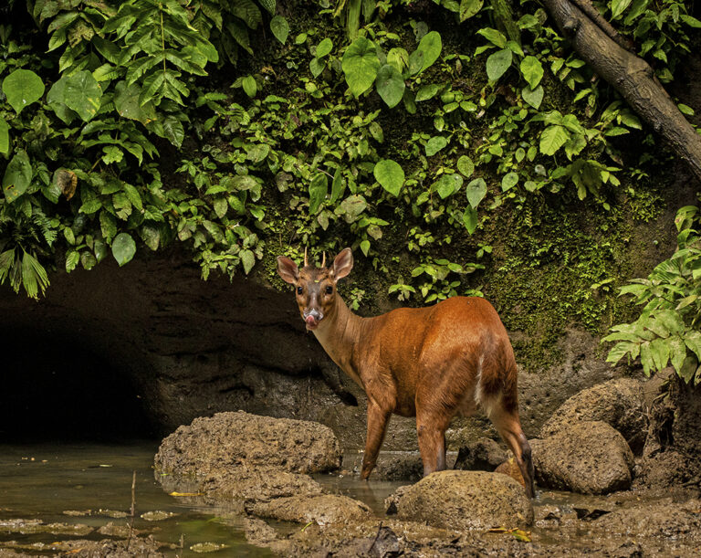 Red Brocket Deer