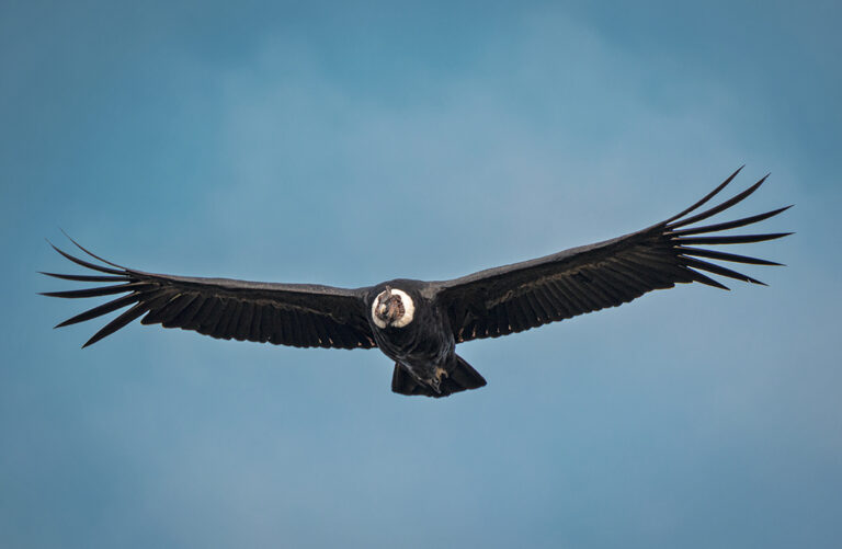 Andean Condor