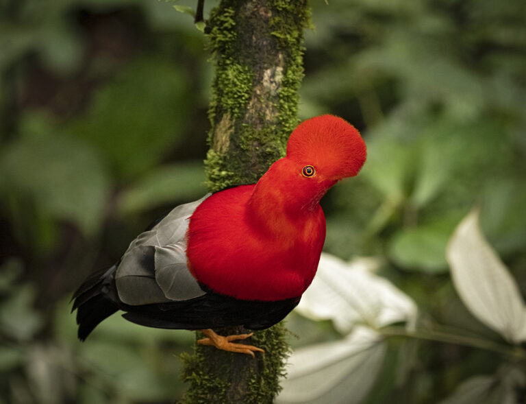 Andean Cock of the Rock