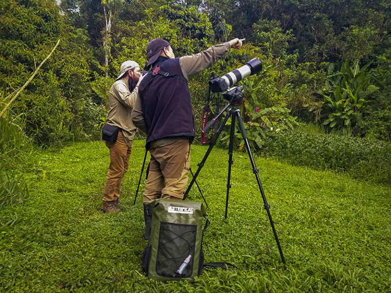 Birdwatching Ecuador