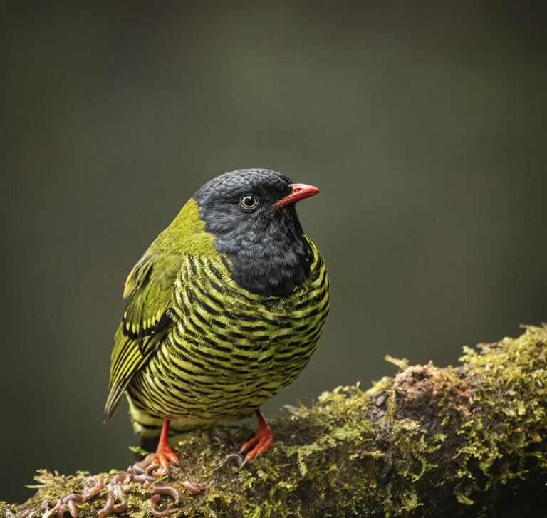 Barred Fruiteater