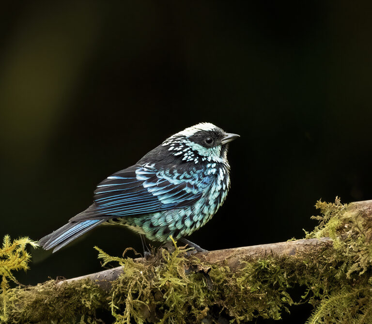 Beryl-spangled Tanager