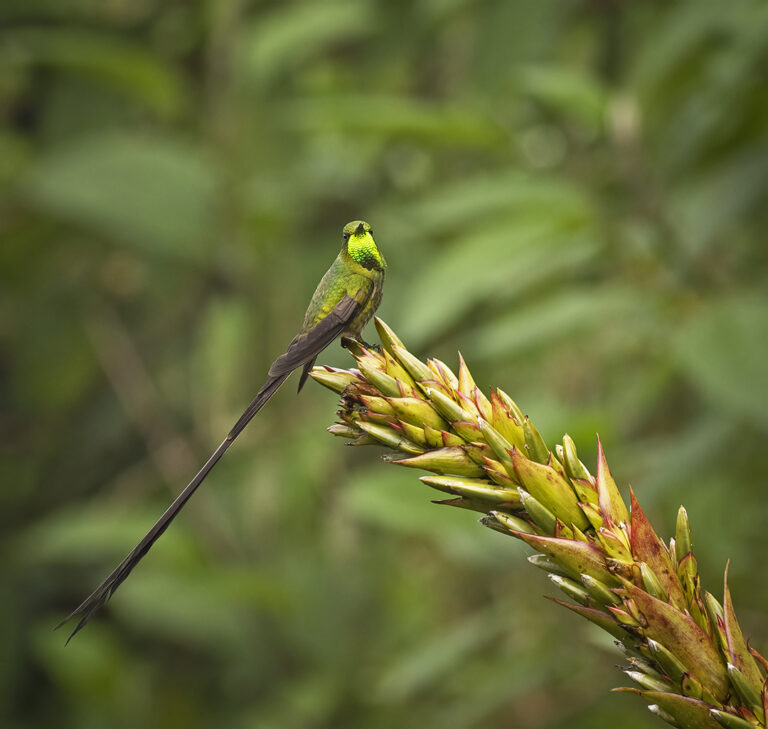 Black-tailed Trainbearer