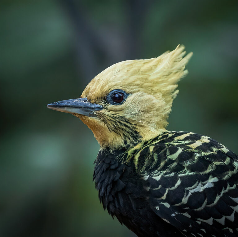 Blond-crested Woodpecker