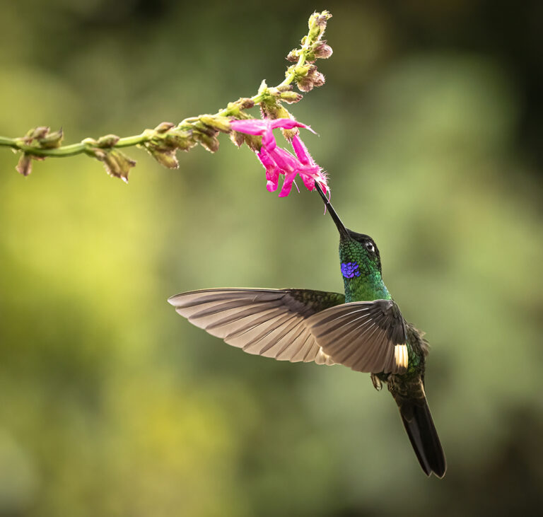 Buff-winged Starfrontlet