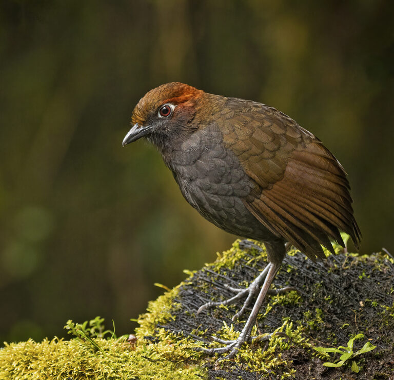 Chestnut-napped Antpitta