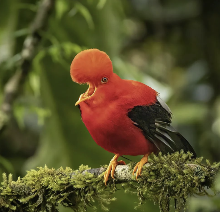 Andean Cock- of- the-Rock